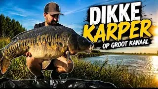 Dikke karpers op een GROOT KANAAL.