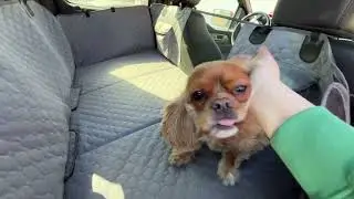 Large Truck Back Seat Extender for Dogs on Amazon, XL Heavy Duty Car Pet Seat Cover Review & Setup