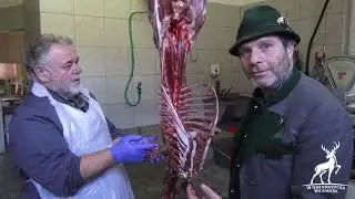 Hirschkalb grob Zerwirken &mdash; Schritt-f&uuml;r-Schritt mit Heinz Unterberger