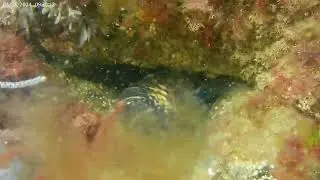 Technique de capture du homard en bin&ocirc;me, p&ecirc;che sous marine. St malo,  Fr&eacute;hel