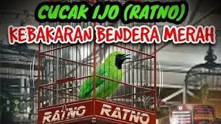 🔴 CUCAK IJO (RATNO) MUTLAK DI ASYRAF BUSA ARENA - KARAWANG || GIBRAN 17 #birds