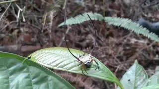 Long-horned Orb-weaver Spider (Macracantha arcuata, Araneidae) founding  #tanjungputingnationalpark