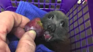 Juvenile bat eats a sugar plum:  this is Sascha