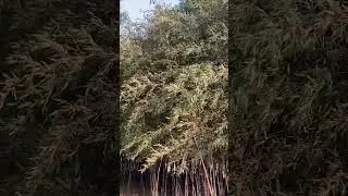 Promenade | Bamboo Flower | Taehwagang National Garden | Ulsan, South Korea