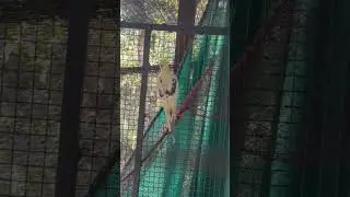 🦋 butterfly Cockatiel🦜🦋Yellow  pearl pied breeding pair 🦋Yellow pearl 🦋Yello heavy pied 🦋