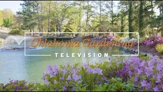 Azaleas at Honor Heights Park