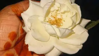 காய்கறி விதை விதைக்கப்போறோம் 😁🌿