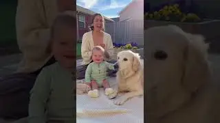 baby and dog howling duet funny mp4