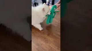 New toy obsession 🐻&zwj;❄️🐾🤦🏻&zwj;♀️#dog #samoyed #funny #shorts #cute #viral #pets