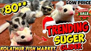 Kolathur fish market la 🔥 50+ Sugar Gliders in One Shop 😱 | Rare Crimino, Lucy & Pied |#tamilvlog 