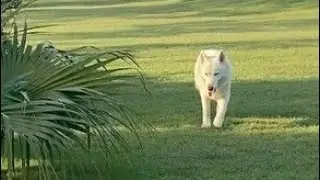 M.S.Dhoni's (INDIAN CRICKETER) DOGS COLLECTION Part 2