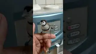 Owl Finch Sing Song 2021