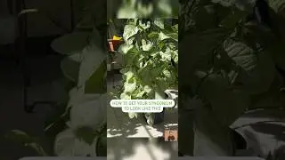 How to make your syngonium look like this! #youtubeshorts #gardenplants