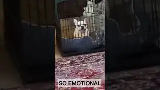 The next Walter Geoffrey, lol. #shortvideo #frenchiemoment #funny