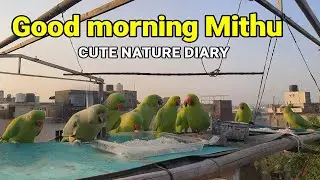 Daily Morning Birds Feeding Vlog | Cute Nature Moments | Bamboo birds feeder