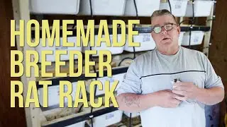 OUR CUSTOM HOMEMADE RAT RACK! || BREEDER RATS