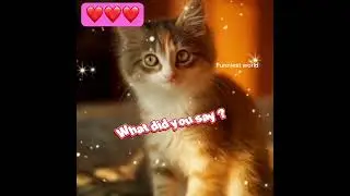 #чтотысказал #смешно 😘❤️