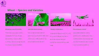 Module 2 U6  2 1  Cereals   Ovidius University of Constanta