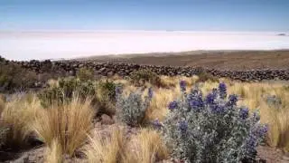Bolivia Chile - Altiplano to Atacama Explorer