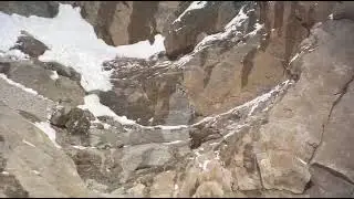 Snow Leopard