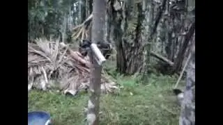Model for Areca tree climber