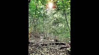 Thy Life Is Eternal III - Under Burning Trees