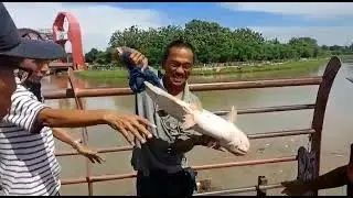 mancing sungai cisadane tangerang dapet babon patin