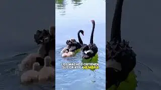 Most black swans are gay.#animals #Friendship #Us #Black Swan