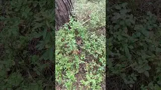 9.09.2024 Я в лесу / Ура!