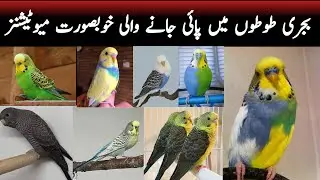 Different Mutations and Varieties in Budgies Parrots | Breeding Australian Budgerigars