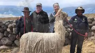 Incredible Suri Alpacas
