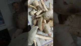 നാടൻ കൂൺ കറി വെച്ചപ്പോൾ | #shorts #mushroomrecipe #tastyrecipe