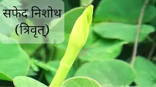 सफेद निशोथ (त्रिवृत्) दिन में वीडियो │ White Nishoth,  Ipomoea Turpethum, Operculina Turpethum