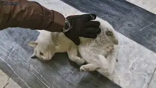 Silly Cat First Time Massage Experience / Glove Brush / ASMR/  @wanttono
