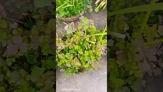 Our fresh Winter Vegetables #winter #vegetables #subscribe #garden #trending #nature #shorts #reels