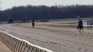 2 yo Breaking Rules, bred by CLF/Stone LLC & owned by Huron Racing Ventures, galloping at Fair Hill