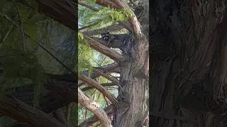 WATCH RACOON 🦝 REACT TO MY GREETING! #animal #wildlife #funnyanimal #cute #racoon #funny #animals