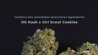 OG cookies variedad feminizada