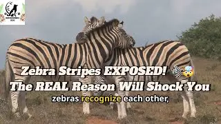 Zebra Stripes EXPOSED! 🦓🤯 The REAL Reason Will Shock You. #zebra #animals #wildlife #animalknowledge