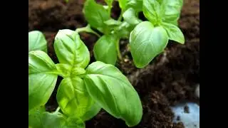 How to Grow Organic Basil from Seed