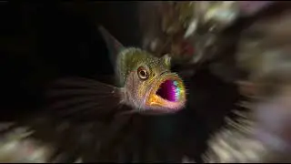 Sarcastic Fringehead &ndash; The Tiny Fish with a Giant Colorful Mouth