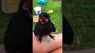 Become friends with crows #animals #heartwarming #animallover #love