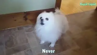 Dogs plans 5 Min version