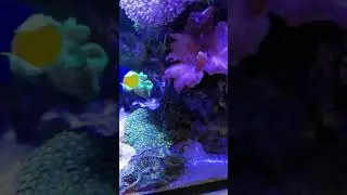 Redsea Reefer 200xl deluxe reef