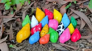 HUNTING FOUND RAINBOW SNAIL, MILLIPEDS, SNAIL, HERMIT CRAB LUWING, BEKICOT, SIPUT PELANGI