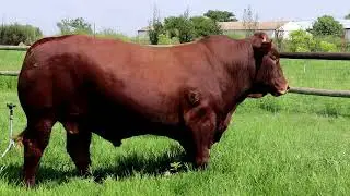 LOT19 CLIP RPE18 68 PV2021