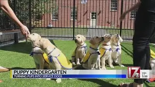 10 pups head off to puppy kindergarten!
