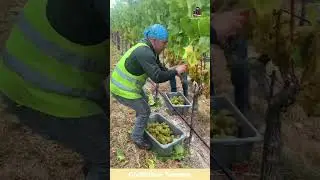 Juicy Grapes Snipped Straight from the Vine Harvest #shorts #harvesting #farming #fruit