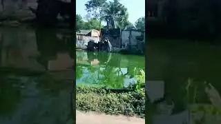 Peaceful Village Pond 🌿 | Cinematic Nature Short