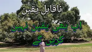 Banyan Tree |Sargodha|Pakistan's Oldest & Biggest tree Moriwal |Biggest 🎄 of Asia
